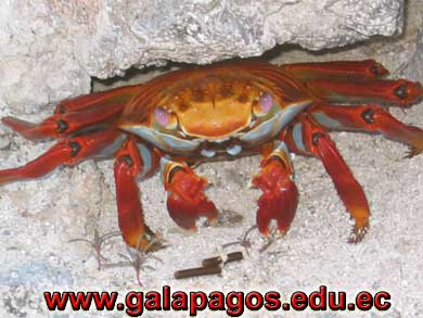 Galapagos Spanish School, Spanish School quito ecuador, learn spanish quito, escuela de Espanol Galapagos, study spanish ecuador, classes spanish quito Montanita mindo, spanish language schools in quito otavalo, spanish courses, spanish online, speak spanish, language immersion program, spanish immersion program, son latino dance school, host family, familystay, apartment quito