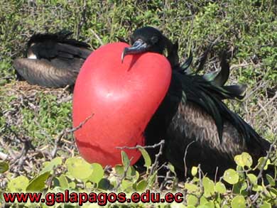 Galapagos Spanish School, Spanish School quito ecuador, learn spanish quito, escuela de Espanol Galapagos, study spanish ecuador, classes spanish quito Montanita mindo, spanish language schools in quito otavalo, spanish courses, spanish online, speak spanish, language immersion program, spanish immersion program, son latino dance school, host family, familystay, apartment quito