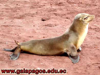 Galapagos Spanish School, Spanish School quito ecuador, learn spanish quito, escuela de Espanol Galapagos, study spanish ecuador, classes spanish quito Montanita mindo, spanish language schools in quito otavalo, spanish courses, spanish online, speak spanish, language immersion program, spanish immersion program, son latino dance school, host family, familystay, apartment quito