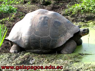 Galapagos Spanish School, Spanish School quito ecuador, learn spanish quito, escuela de Espanol Galapagos, study spanish ecuador, classes spanish quito Montanita mindo, spanish language schools in quito otavalo, spanish courses, spanish online, speak spanish, language immersion program, spanish immersion program, son latino dance school, host family, familystay, apartment quito